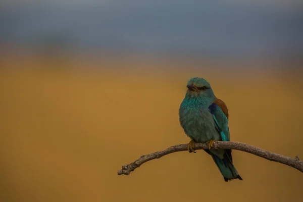 Ευρωπαϊκός Κύλινδρος Coracias Garrulus Στο Montgai Lleida Καταλονία Ισπανία Ευρώπη — Φωτογραφία Αρχείου