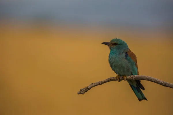 Rolo Europeu Coracias Garrulus Montgai Lleida Catalunha Espanha Europa — Fotografia de Stock