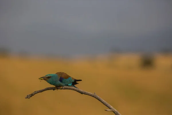 Rodillo Europeo Coracias Garrulus Montgai Lleida Cataluña España Europa —  Fotos de Stock