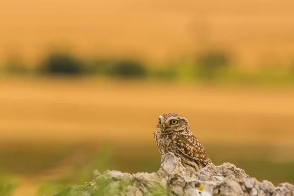 Petite Chouette Athene Noctua Montgai Lleida Catalogne Espagne Europe — Photo