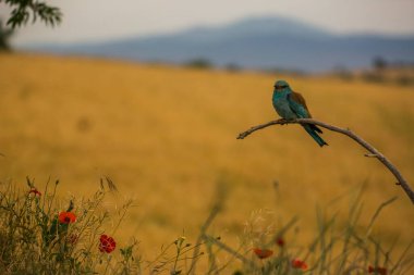 Montgai, Lleida, Katalonya, İspanya 'da Avrupa Roller' i (Coracias garrulus). Avrupa