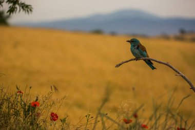 Montgai, Lleida, Katalonya, İspanya 'da Avrupa Roller' i (Coracias garrulus). Avrupa