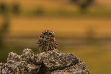 Küçük baykuş (Athene noctua) Montgai, Lleida, Katalonya, İspanya 'da. Avrupa