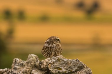Küçük baykuş (Athene noctua) Montgai, Lleida, Katalonya, İspanya 'da. Avrupa