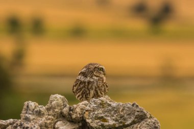 Küçük baykuş (Athene noctua) Montgai, Lleida, Katalonya, İspanya 'da. Avrupa