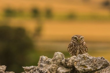 Küçük baykuş (Athene noctua) Montgai, Lleida, Katalonya, İspanya 'da. Avrupa