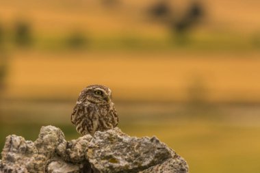 Küçük baykuş (Athene noctua) Montgai, Lleida, Katalonya, İspanya 'da. Avrupa