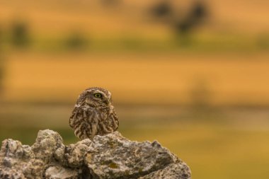 Küçük baykuş (Athene noctua) Montgai, Lleida, Katalonya, İspanya 'da. Avrupa