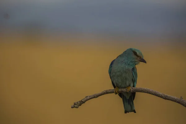 Rodillo Europeo Coracias Garrulus Montgai Lleida Cataluña España Europa —  Fotos de Stock