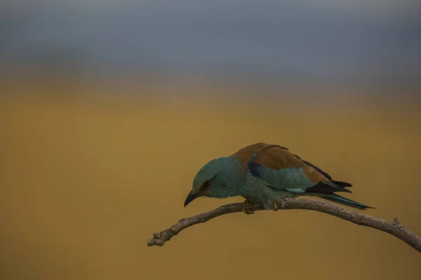 Ευρωπαϊκός Κύλινδρος Coracias Garrulus Στο Montgai Lleida Καταλονία Ισπανία Ευρώπη — Φωτογραφία Αρχείου