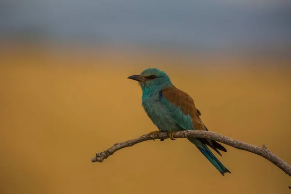 Rodillo Europeo Coracias Garrulus Montgai Lleida Cataluña España Europa —  Fotos de Stock