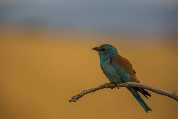 European Roller Coracias Garrulus Montgai Lleida Catalonia Spain Evropa — Stock fotografie