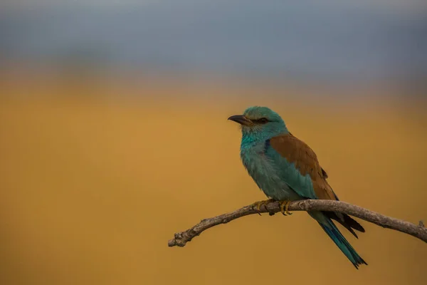 Ευρωπαϊκός Κύλινδρος Coracias Garrulus Στο Montgai Lleida Καταλονία Ισπανία Ευρώπη — Φωτογραφία Αρχείου