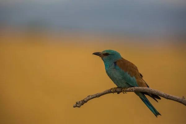 Ευρωπαϊκός Κύλινδρος Coracias Garrulus Στο Montgai Lleida Καταλονία Ισπανία Ευρώπη — Φωτογραφία Αρχείου