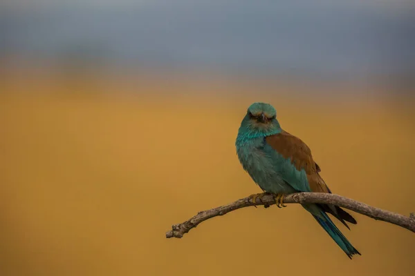 Ευρωπαϊκός Κύλινδρος Coracias Garrulus Στο Montgai Lleida Καταλονία Ισπανία Ευρώπη — Φωτογραφία Αρχείου