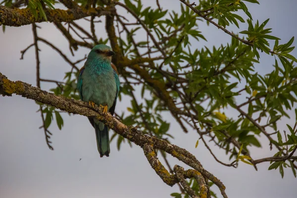 Europäische Walze Coracias Garrulus Montgai Lleida Katalonien Spanien Europa — Stockfoto