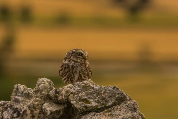 Petite Chouette Athene Noctua Montgai Lleida Catalogne Espagne Europe — Photo