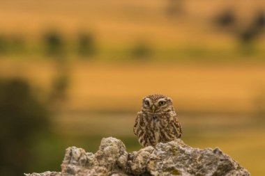 Küçük baykuş (Athene noctua) Montgai, Lleida, Katalonya, İspanya 'da. Avrupa