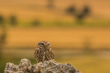Küçük baykuş (Athene noctua) Montgai, Lleida, Katalonya, İspanya 'da. Avrupa