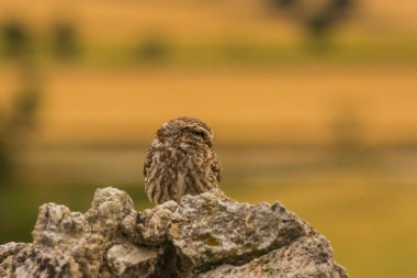 Küçük baykuş (Athene noctua) Montgai, Lleida, Katalonya, İspanya 'da. Avrupa