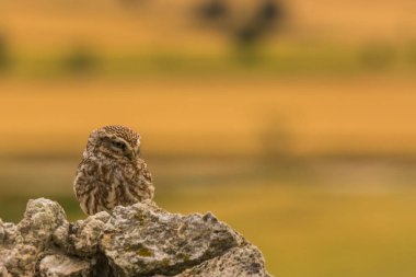 Küçük baykuş (Athene noctua) Montgai, Lleida, Katalonya, İspanya 'da. Avrupa