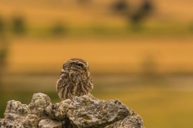Küçük baykuş (Athene noctua) Montgai, Lleida, Katalonya, İspanya 'da. Avrupa