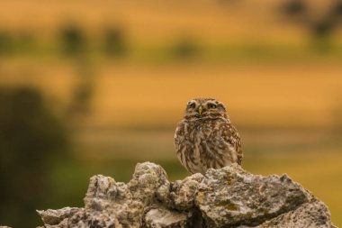 Küçük baykuş (Athene noctua) Montgai, Lleida, Katalonya, İspanya 'da. Avrupa