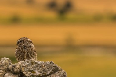 Küçük baykuş (Athene noctua) Montgai, Lleida, Katalonya, İspanya 'da. Avrupa