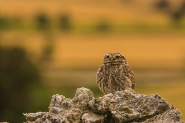 Küçük baykuş (Athene noctua) Montgai, Lleida, Katalonya, İspanya 'da. Avrupa