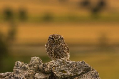 Küçük baykuş (Athene noctua) Montgai, Lleida, Katalonya, İspanya 'da. Avrupa