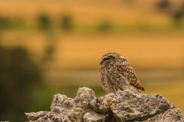 Küçük baykuş (Athene noctua) Montgai, Lleida, Katalonya, İspanya 'da. Avrupa