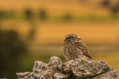 Küçük baykuş (Athene noctua) Montgai, Lleida, Katalonya, İspanya 'da. Avrupa