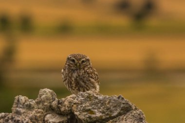 Küçük baykuş (Athene noctua) Montgai, Lleida, Katalonya, İspanya 'da. Avrupa