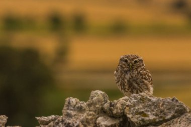 Küçük baykuş (Athene noctua) Montgai, Lleida, Katalonya, İspanya 'da. Avrupa