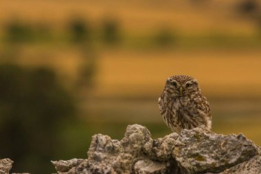 Küçük baykuş (Athene noctua) Montgai, Lleida, Katalonya, İspanya 'da. Avrupa