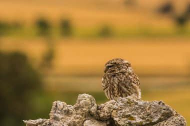 Küçük baykuş (Athene noctua) Montgai, Lleida, Katalonya, İspanya 'da. Avrupa