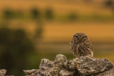 Küçük baykuş (Athene noctua) Montgai, Lleida, Katalonya, İspanya 'da. Avrupa