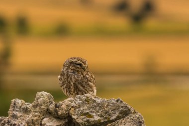 Küçük baykuş (Athene noctua) Montgai, Lleida, Katalonya, İspanya 'da. Avrupa
