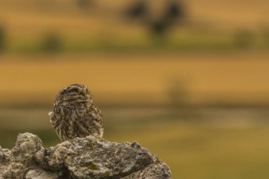 Küçük baykuş (Athene noctua) Montgai, Lleida, Katalonya, İspanya 'da. Avrupa