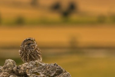 Küçük baykuş (Athene noctua) Montgai, Lleida, Katalonya, İspanya 'da. Avrupa