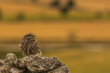 Küçük baykuş (Athene noctua) Montgai, Lleida, Katalonya, İspanya 'da. Avrupa
