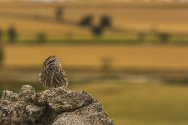 Küçük baykuş (Athene noctua) Montgai, Lleida, Katalonya, İspanya 'da. Avrupa