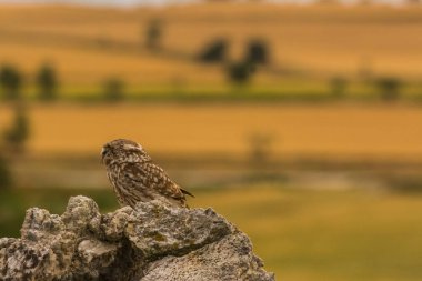 Küçük baykuş (Athene noctua) Montgai, Lleida, Katalonya, İspanya 'da. Avrupa
