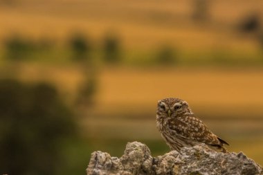 Küçük baykuş (Athene noctua) Montgai, Lleida, Katalonya, İspanya 'da. Avrupa