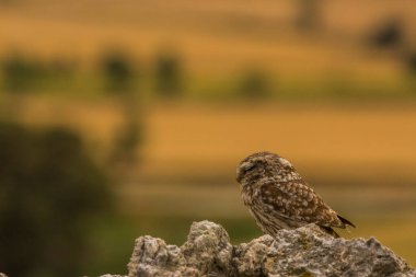 Küçük baykuş (Athene noctua) Montgai, Lleida, Katalonya, İspanya 'da. Avrupa