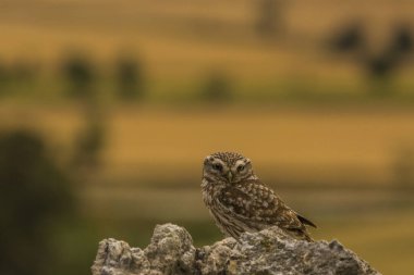 Küçük baykuş (Athene noctua) Montgai, Lleida, Katalonya, İspanya 'da. Avrupa