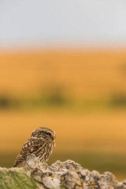 Küçük baykuş (Athene noctua) Montgai, Lleida, Katalonya, İspanya 'da. Avrupa