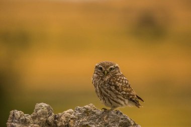 Küçük baykuş (Athene noctua) Montgai, Lleida, Katalonya, İspanya 'da. Avrupa