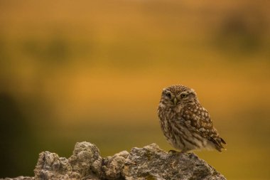 Küçük baykuş (Athene noctua) Montgai, Lleida, Katalonya, İspanya 'da. Avrupa