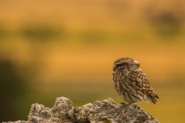 Küçük baykuş (Athene noctua) Montgai, Lleida, Katalonya, İspanya 'da. Avrupa